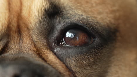Trauriges-Auge-Einer-Braunen-Französischen-Bulldogge,-Die-In-Die-Kamera-Blickt---Makroaufnahme