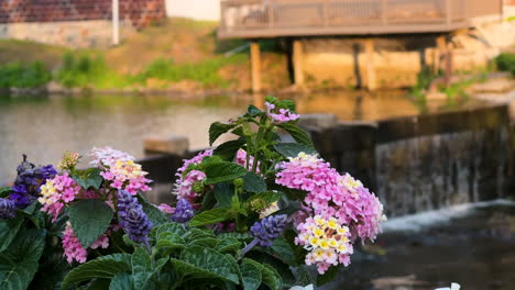 Bunte-Westindische-Lantana-Blumen-Im-Garten-Mit-Wasserfällen-Im-Hintergrund
