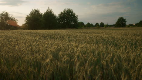 golden-rye-field-with-ripe-wheat-ready-to-harverst
