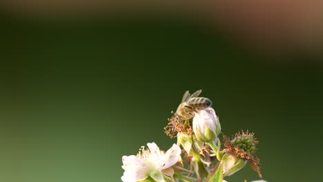 Honey-Bee-Pollinating-Collecting-Pollen-Crawling-on-Blackberry-Blossoms-Flowers---Macro