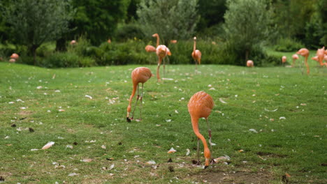 Flamingos-feeding-at-zoo-care