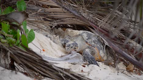Video-of-an-incredible-sea-turtle-going-to-lay-eggs-on-the-beach-from-a-beach-on-Mahe-island-in-Seychelles