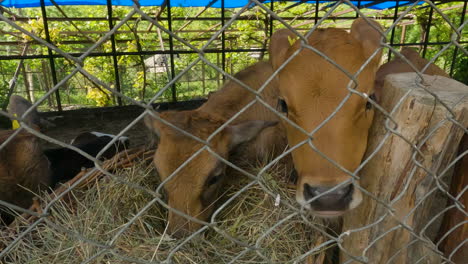 Calves-Eating-Hay-In-The-Farm-Barn