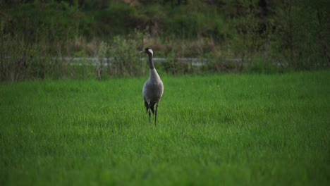 Large-Common-Crane-Bird-Hunting-For-Food-In-Grassy-Landscape