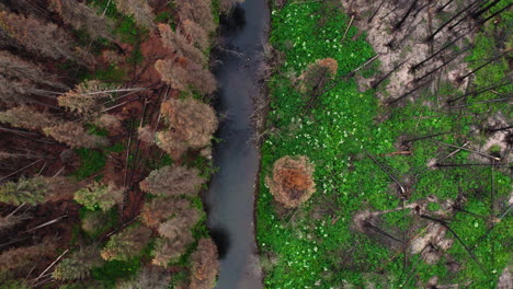 Aerial-riser-above-river-cutting-through-forested-landscape-with-burnt-trees