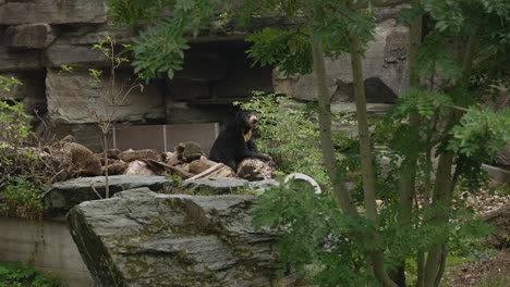 Black-bear-sitting-quietly-in-a-zoo