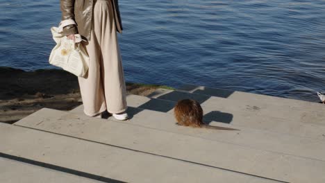 a-nutria-begs-for-food-from-a-tourist-along-the-Vltava-River-in-Prague,-Czech-Republic