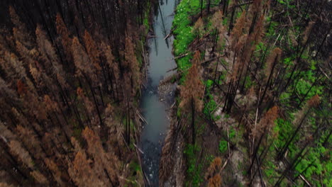 Aftermath-of-burnt-forest-next-to-river-in-British-Columbia-wilderness,-aerial