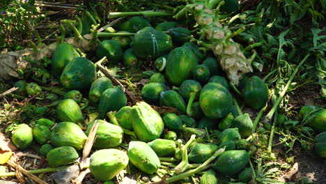 Close-up-shot-of-green-Papaya-fruit-growing-on-tree-in-green-farm-on-Lombok,-Indonesia---Papaya-fruit-rotting-on-ground,-Food-waste
