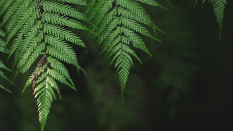 Üppiger-Grüner-Regenwald,-Sonnenlicht-Fällt-Auf-Farnbaum,-Rack-Fokus-Makro-Neuseeland-Wasser-Auf-Blatt,-Ikonische-Symmetriezufriedenheit