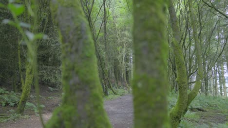 Girl-walking-along-shady-forest-path-with-view-past-mossy-tree-trunk-at-half-speed-slow-motion