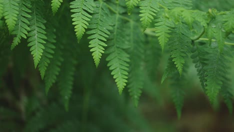 Lush-green-rainforest,-Sunlight-falling-on-fern-tree,-rack-focus-macro-new-zealand-water-on-leaf,-symmetry
