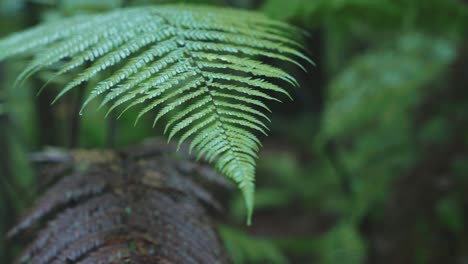 Lush-green-rainforest,-Sunlight-falling-on-fern-tree,-rack-focus-macro-new-zealand-water-on-leaf,-symmetry-satisfaction-iconic