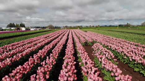 Drone-flying-over-a-field-of-pink-tulips