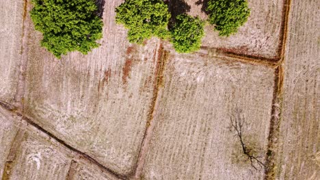 Beautiful-Summer-Scenery-From-The-Height-Slow-Aerial-Drones-fly-over-trees-and-fields