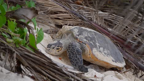 Video-Einer-Unglaublichen-Meeresschildkröte,-Die-Von-Einem-Strand-Auf-Der-Insel-Mahé-Auf-Den-Seychellen-Aus-Eier-Am-Strand-Ablegt
