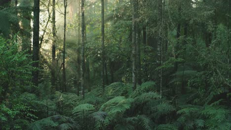 Lush-green-rainforest,-Sunlight-falling-on-fern-tree,-rack-focus-macro-new-zealand-water-on-leaf,-symmetry-satisfaction-iconic