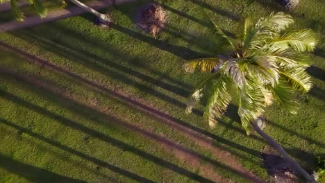 Bird's-eye-vertical-view-flying-above-coconut-palm-trees-on-Isle-of-Pines