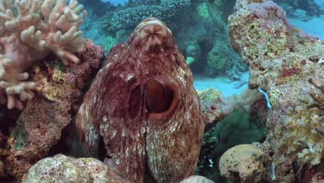 Oktopus-Aus-Nächster-Nähe-Am-Korallenriff-Im-Roten-Meer