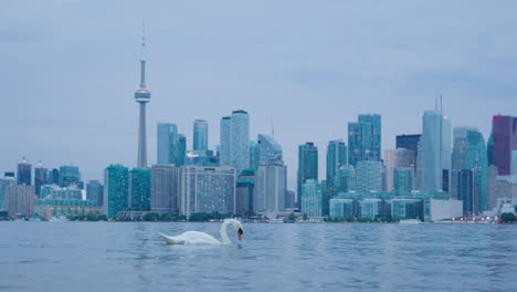 Weißer-Schwan-Mit-Der-Skyline-Von-Toronto-Und-Dem-Hafen-Im-Hintergrund-In-Der-Abenddämmerung