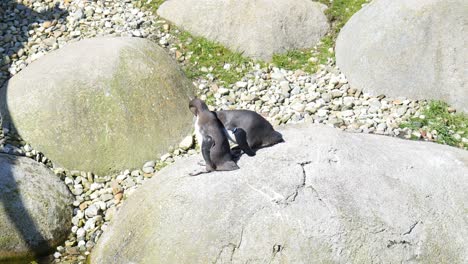Two-Small-Penguins-Grooming-on-Rock-Under-the-Sun