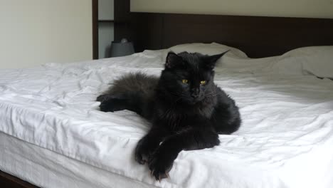 Schwarze-Maine-Coon-Katze-Ausgestreckt-Auf-Weißer-Bettwäsche-Und-Blickt-In-Die-Kamera