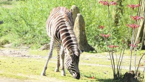Zebra-Weidet-Auf-Gras