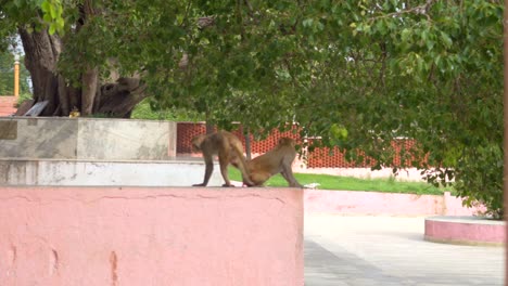 monkeys-breeding-monkey-outside-temple-on-stairs