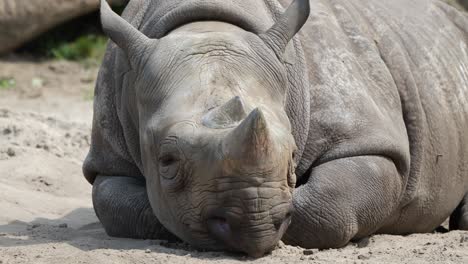 Horn-bearing-baby-rhino-resting-on-sand-at-nature-conservation,-Close-up