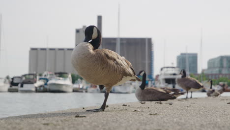 Canada-Goose-at-City-Waterfront-with-Blurred-Marina-Background