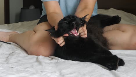 Schwarze-Maine-Coon-Katze-Liegt-Auf-Dem-Bett-Und-Genießt-Die-Aufmerksamkeit-Des-Sitzenden-Besitzers