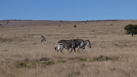 Cape-Mountain-Zebra-walking-in-grassland-landscape,looking-at-camera,-Mountain-Zebra-N