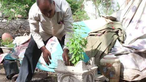 A-man-planting-a-Tulsi-plant-in-clay-pot,-Tulsi-plant-is-a-culture-that-is-planted-in-all-Indian-homes
