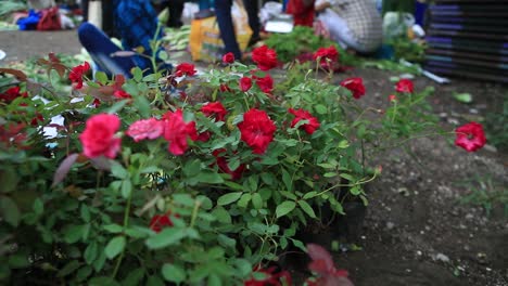 Nahaufnahme-Des-Verkaufs-Von-Rosenpflanzen-Vor-Der-Regenzeit,-Rosenpflanze-Hat-Viele-Blüten-Und-Blütenknospen,-Rosenpflanzen-In-Roter-Und-Rosa-Farbe