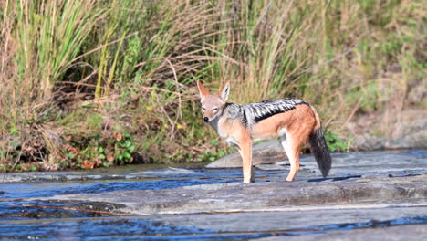 Black-backed-jackal-,-drinking-from-a-small-stream-while-standing-on-a-rocky-surface