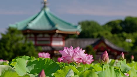 Wunderschöne-Lotusblumen-In-Tokio-Ueno