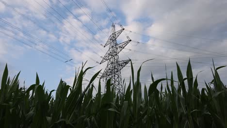 Low-angle-shot-of-Maize-Feld-and-electricity-pylon-supplying-cities-against-cloudy-sky