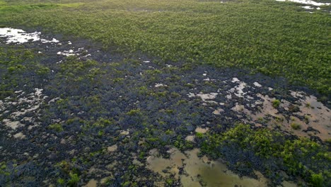 A-drone-flies-slowly-backwrds-over-the-top-of-a-tropical-rainforest-facing-directly-down-towards-the-tree-canopy-and-lagoons-in-a-rocky-landscape-in-the-Cayman-Islands-in-the-Caribbean-at-sunset