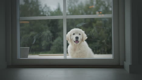 Static-shot-of-obedient-white-puppy-dog-on-porch-waiting-to-get-in