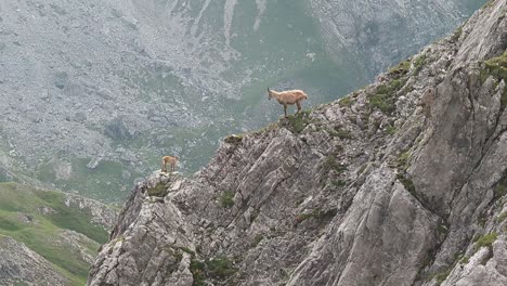 chamois-mother-and-child-standing-on-ridge-in-high-alpine-terrain
