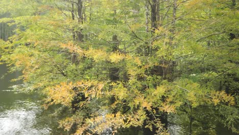 Bald-cypress-branches-and-leaves,-tree-growing-in-the-water