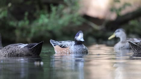 Male-and-Female-Water-Ducks-resting-on-water-surface-of-pond-during-sunny-day-close-up-slow-Motion