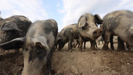 Group-of-pig-and-sows-on-dirty-countryside-field-during-sunny-day-with-clouds-at-sky---low-angle-trucking-shot