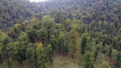 Aerial-rises-from-deep-green-forested-hillside-in-rural-mountains