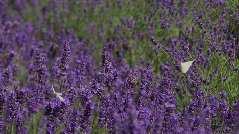 Weiße-Schmetterlinge-Auf-Einer-Lavendelwiese