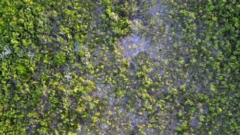 A-drone-flies-over-the-top-of-a-jungle-canopy-and-a-tropical-rainforest-facing-directly-down-towards-the-tree-canopy-in-the-Cayman-Islands-in-the-Caribbean