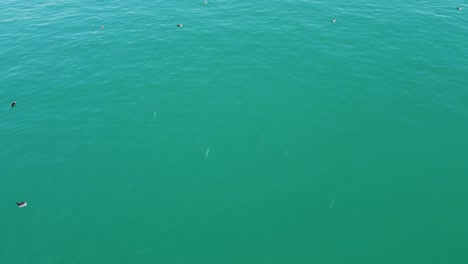 Aerial-view-of-kahawai-fish-feeding-on-baitfish-in-the-ocean-alongside-fluttering-shearwaters-in-New-Zealand
