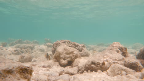 Lemon-Damsel-Fish-Swimming-Through-Coral-Reef-in-Sea