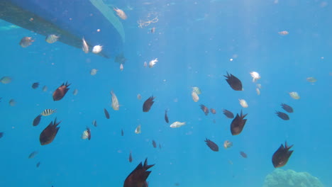 Schule-Bunter-Fische,-Die-Langsam-über-Dem-Korallenriff-Schwimmen