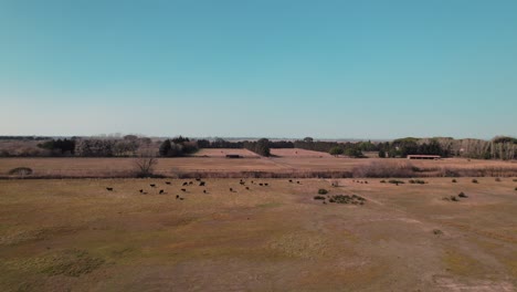 La-Cámara-Se-Aleja-Para-Mostrar-Una-Vista-Más-Amplia-De-Un-Vasto-Campo-Con-Vacas-Pastando